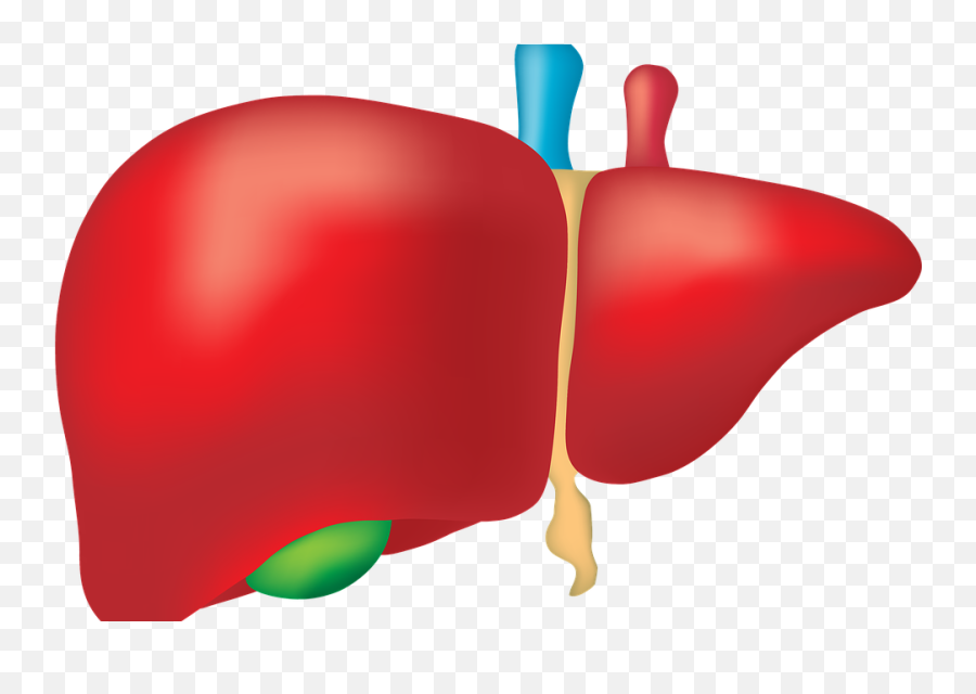 Liver Png Clipart - Liver Science Emoji,Liver Emoji