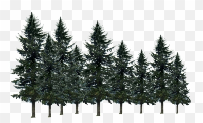 Pine Tree Sticker By Kemoo - Leyland Cypress Emoji,Pine Emoji