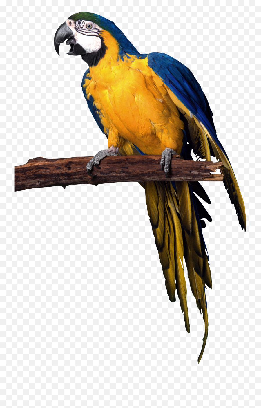 Forest Clipart Parrot Forest Parrot - Transparent Background Parrot Png Emoji,Parakeet Emoji