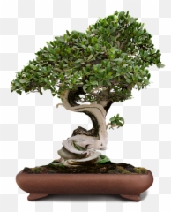 Bonsai Sticker - Transparent Bonsai Png Emoji,Bonsai Emoji