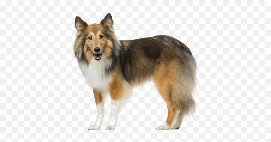 Shetland Sheepdog Breed Facts And Information Petcoach - Northern Breed Group Emoji,Dog Ear Emotions