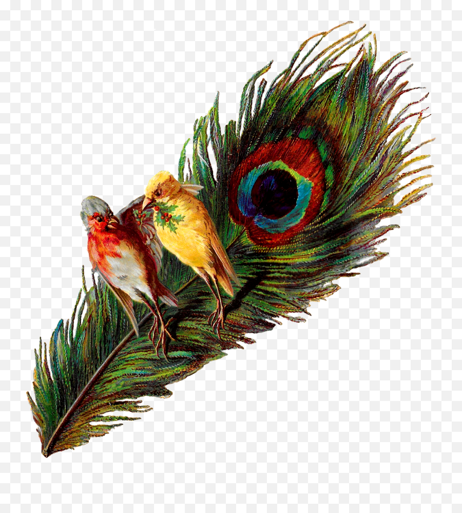 Download Peacock Feather Png For Kids - Peacock Bird Feather Peacock Feether Png Emoji,Peacock Feather Ascii Emoticon