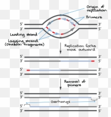 Telomeres And Telomerase Article Khan Academy Emoji,Sad Human Face Emotion Primers