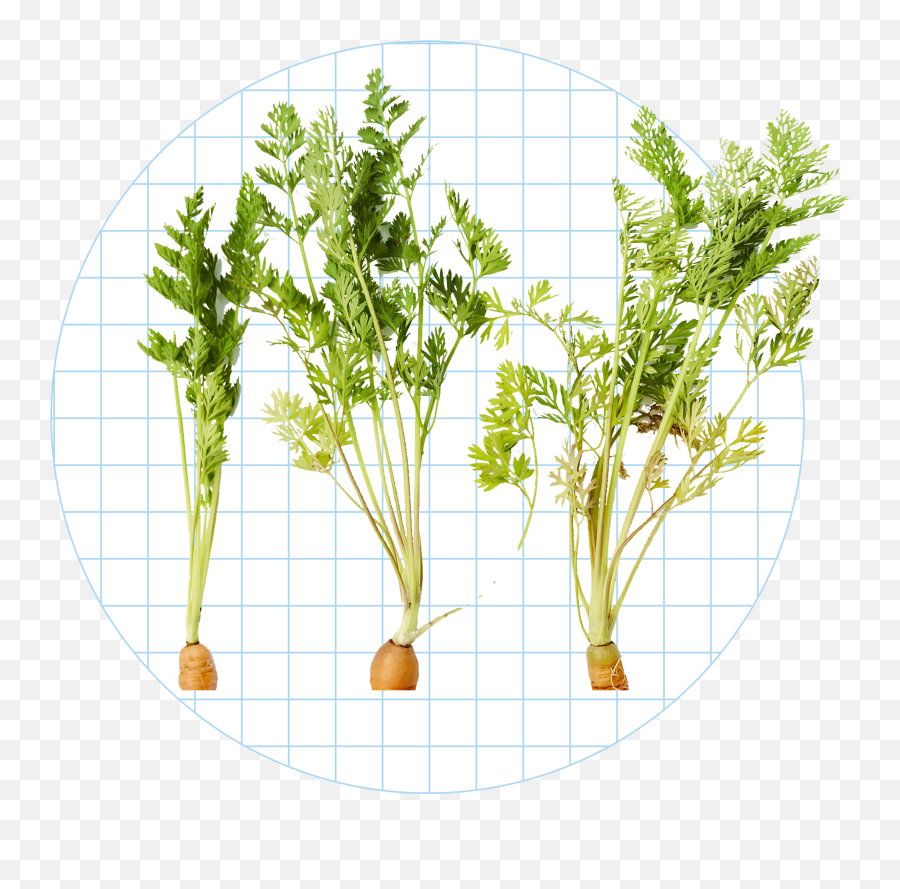 5 Unexpected Parts Of Food You Can Eat Emoji,Let Us Not Be Tossed By The Waves Of Emotion
