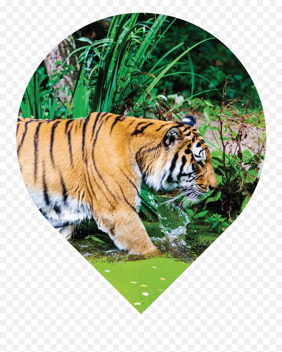 South Sumatra Indonesia - Idh The Sustainable Trade Emoji,Bengal Tiger Emoji
