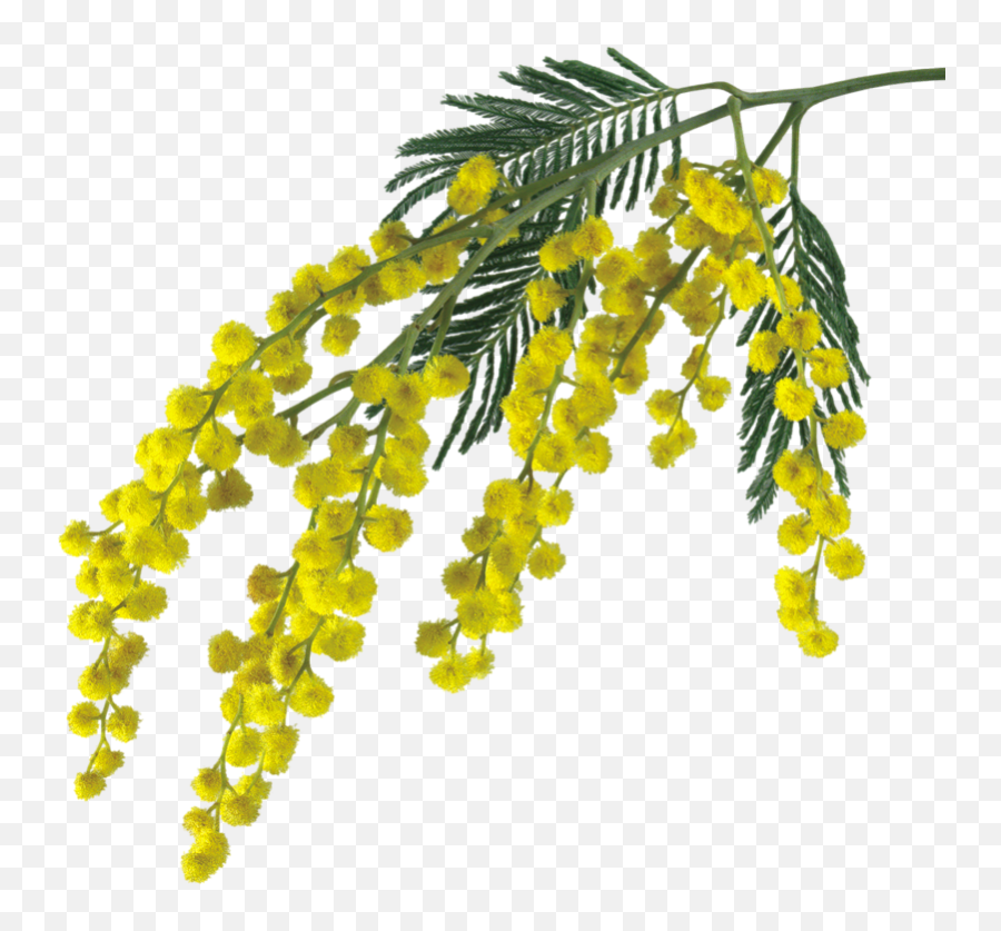 Cuorelucymy Mialu Corner Mimosa Sticker By Lucymy - Mimosa Drawing Emoji,Mimosa Emoji