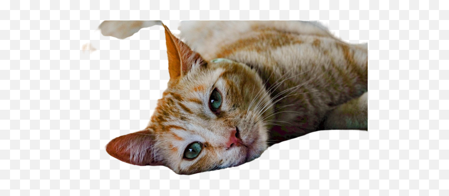 Faded Png Images Download Faded Png Transparent Image With Emoji,Cat Lying Down Emoji