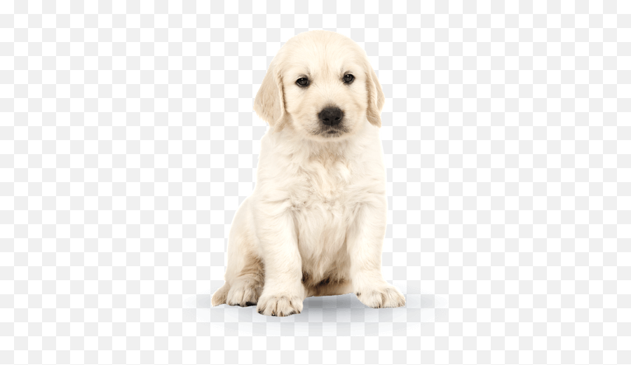 Puppy - Northern Breed Group Emoji,Dog Tail Emotions