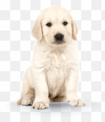 Puppy - Northern Breed Group Emoji,Dog Tail Emotions