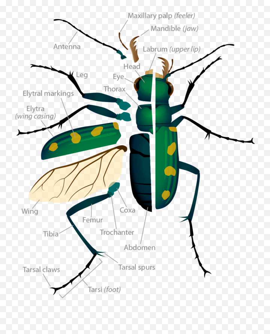 Tiger Beetle Anatomy Ask A Biologist - Beetle Body Parts Emoji,Emotion Sensing Cat Ears