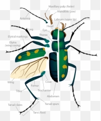 Tiger Beetle Anatomy Ask A Biologist - Beetle Body Parts Emoji,Emotion Sensing Cat Ears