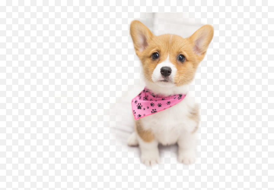 Corgi Puppy Adorable Sticker - Dog Clothes Emoji,Corgi Emoji