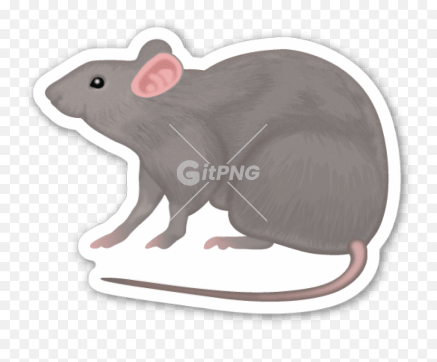 Rat - Emojistickerscom Pet Rats Cute Rats Pet Care Cats Rat Emoji Png,Emoji Pets