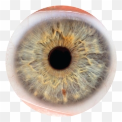 Alternative Medicine Isle Of Man Listings - Retina Herman Kolgen Emoji,Charts Irridology Reflexology Emotions