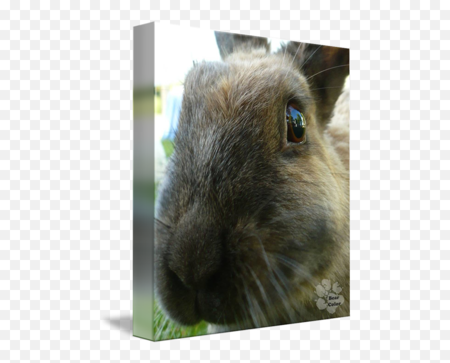 Brown Funny Bunny - French Lop Emoji,Rabbit Emotion Art