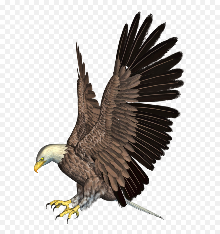 Bald Eagle Png Hd Png Svg Clip Art For - Eagle Png Hd Download Emoji,Bald Eagle Emoji