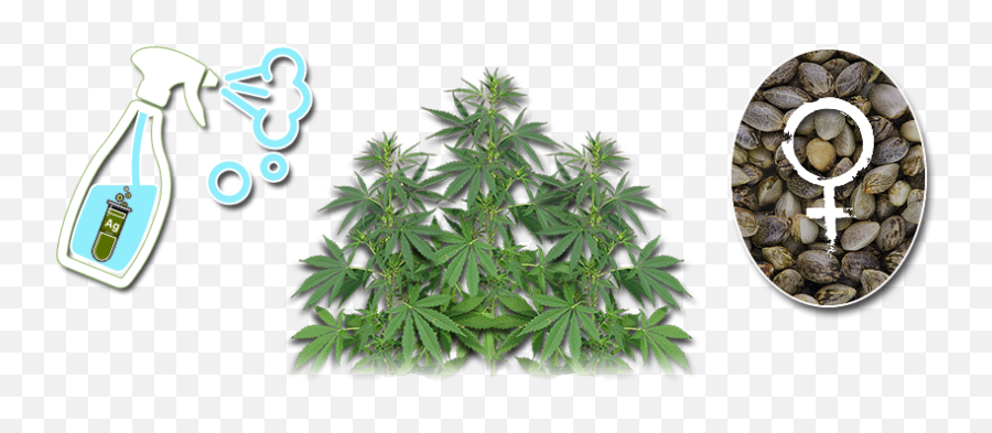 Zombie Gardens U2013 Industrial Cannabis Grow Rooms And Emoji,Cannabis Emoticon