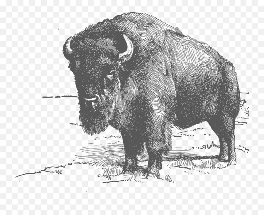 Bison Clip Art Image - Clipsafari Emoji,Anatomically Correct Heart Emoji