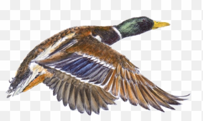 Birds Kids In Parks Emoji,Fly High Bird Emoji