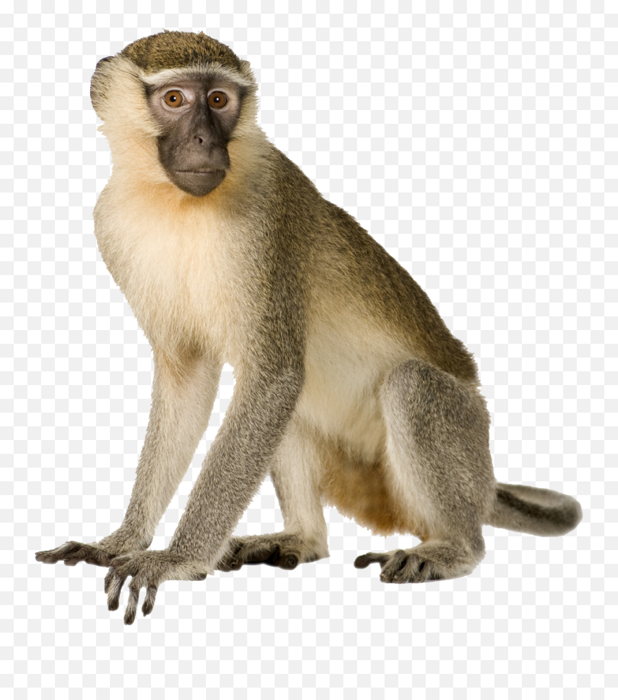 Primate Monkey Macaque Gorilla Sticker - Polish Animals In English Emoji,Sitting Monkey Emoji
