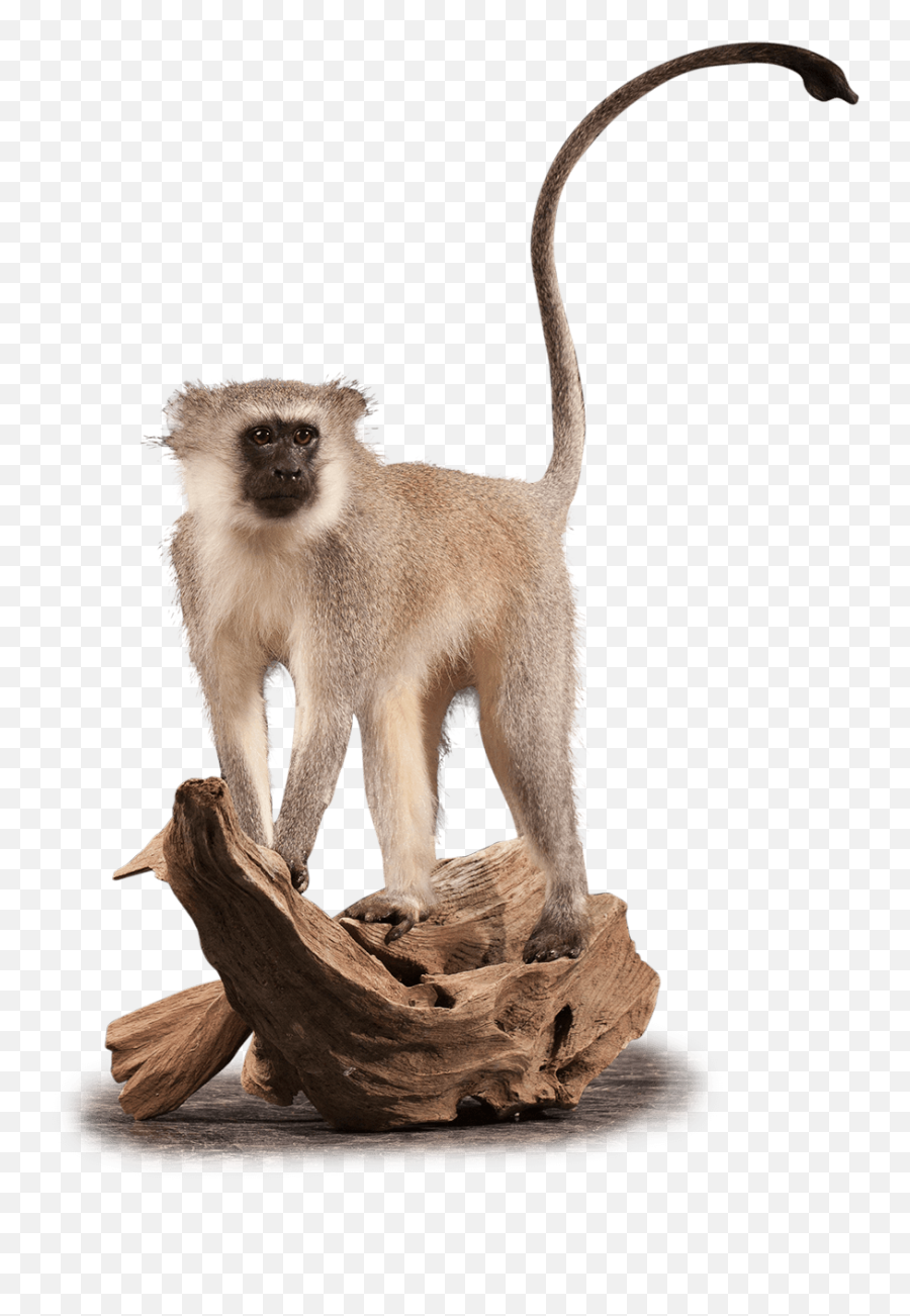 Our Work - Animal Figure Emoji,Emotion Pets Monkey