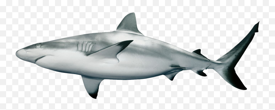 Shark Png Picture Stock - Grey Shark Clipart Full Size Transparent Background Shark Image Png Emoji,Shark Emoji