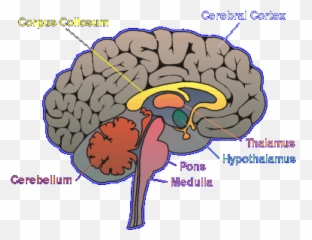 The Mind And The Brain - Neocortex Limbic System And Reptilian Complex Emoji,Orcas Brain Emotions