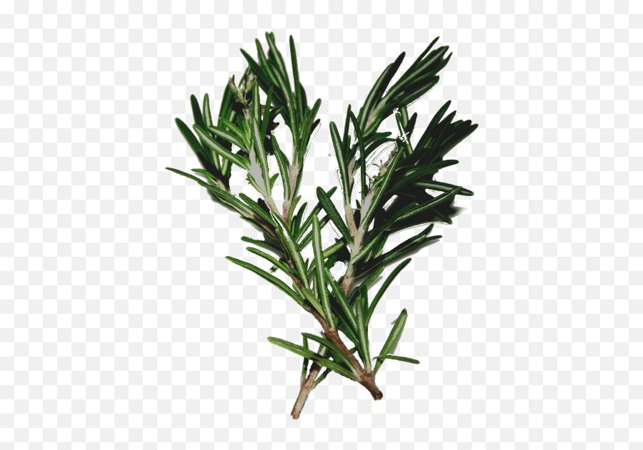 Better By Less Inhaltsstoffe - Hautschutzengel Rempah Rosemary Emoji,Altruist Emoji