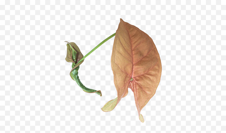 Beginneru0027s Guide To Syngonium Care Arrowhead Vines - Take Care Of Syngonium Plant Emoji,Poison Ivy Leaf Emoticon