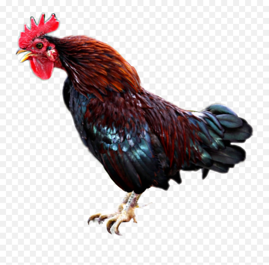 Rooster Sticker - Rooster Emoji,Rooster Emoji