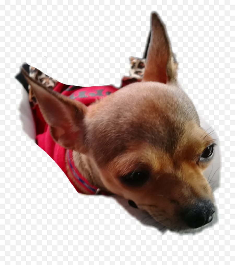 Sad Dogdoglover Sticker By Gev Wally Snook - Dog Supply Emoji,Sad Dog Emoji