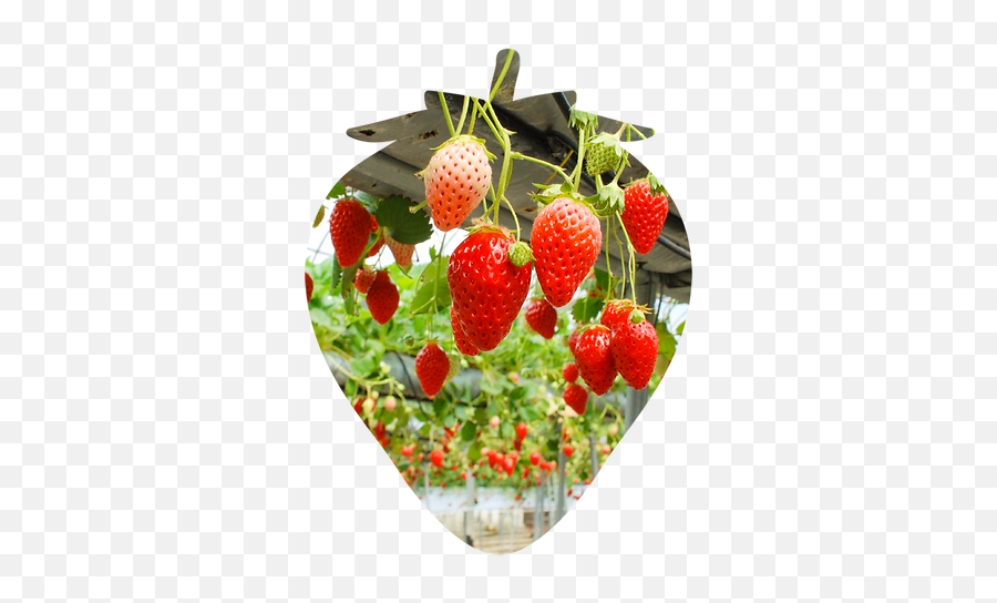 Ichigo Zanmai By Fruits Park Saianstrawberry Picking In Emoji,Strawberry Emoji Family