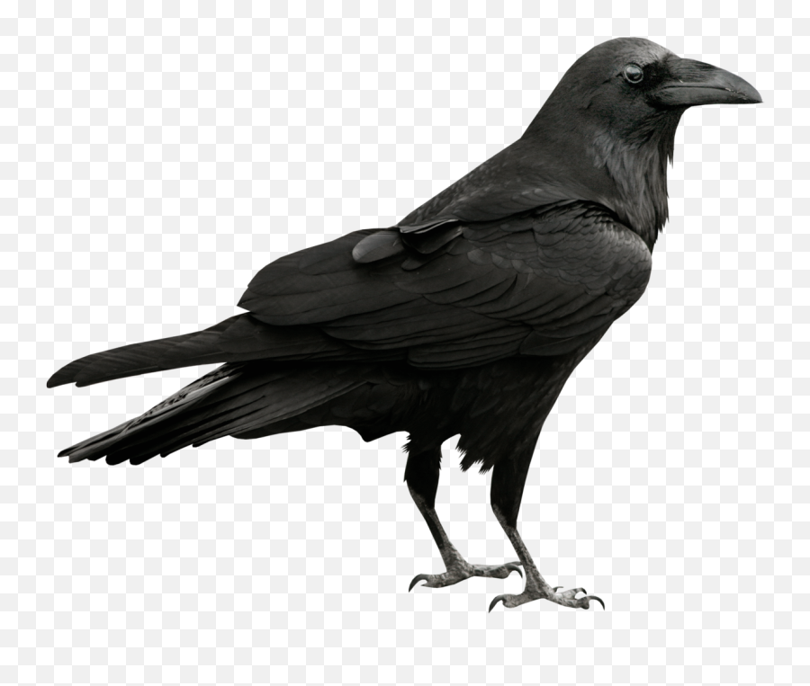 Ftestickers Crow Raven Sticker By Ei - Raven Png Emoji,Raven Emoji