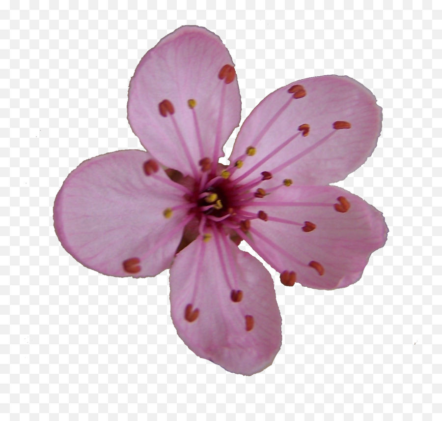 Cherry Blossom Single Flower - Single Cherry Blossom Flower Emoji,Sakura Flower Emoji