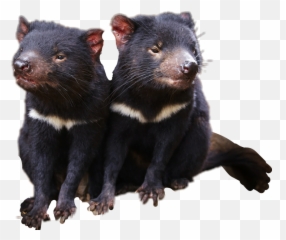 The Most Edited - Tasmanian Devil Emoji,Tasmanian Devil Emoji