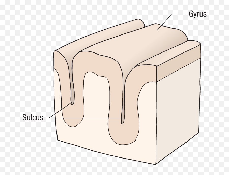 The Nervous System Springer Publishing - Horizontal Emoji,Custom Msn Emotions