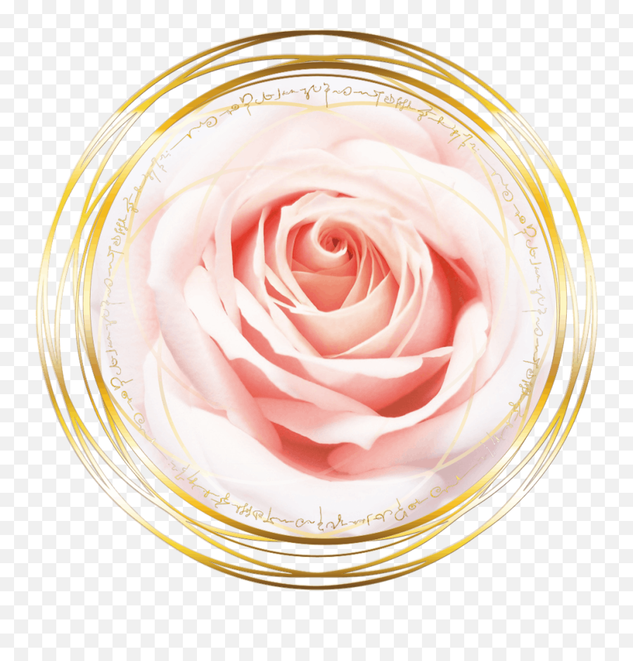 Magdalena Of The Rose Red Rose Transmission - The Rose Pink Colour Good Morning Emoji,Deep Emotions Roses