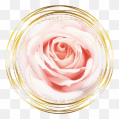 Magdalena Of The Rose Red Rose Transmission - The Rose Pink Colour Good Morning Emoji,Deep Emotions Roses