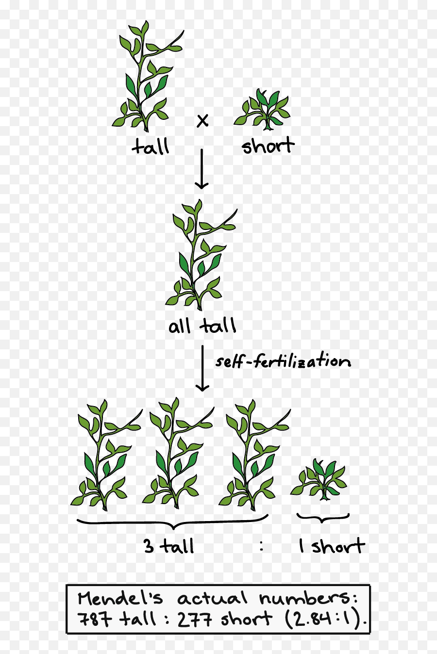 Genetics Review Baamboozle - Gregor Mendel Pea Plants Emoji,Asexual Emojis