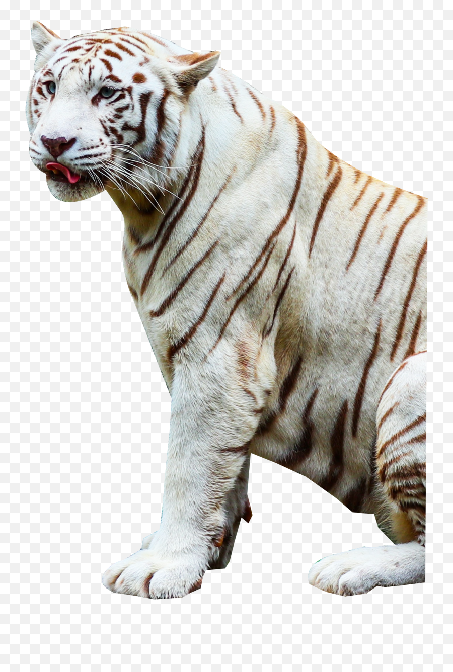 Tiger Png Images Transparent Background Png Play Emoji,Bengal Tiger Emoji