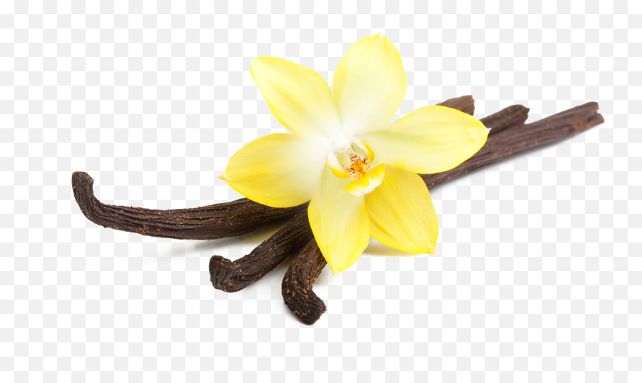 Vanilla Flower Png Vanilla Flower Png Transparent Free For Emoji,Vanilla Emoji