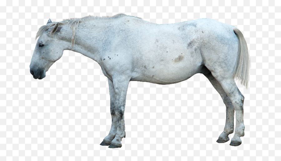 White Horse Png Image - Transparent Real Horse Png Emoji,Man And Horse Emoji