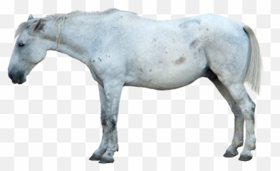 White Horse Png Image - Transparent Real Horse Png Emoji,Man And Horse Emoji