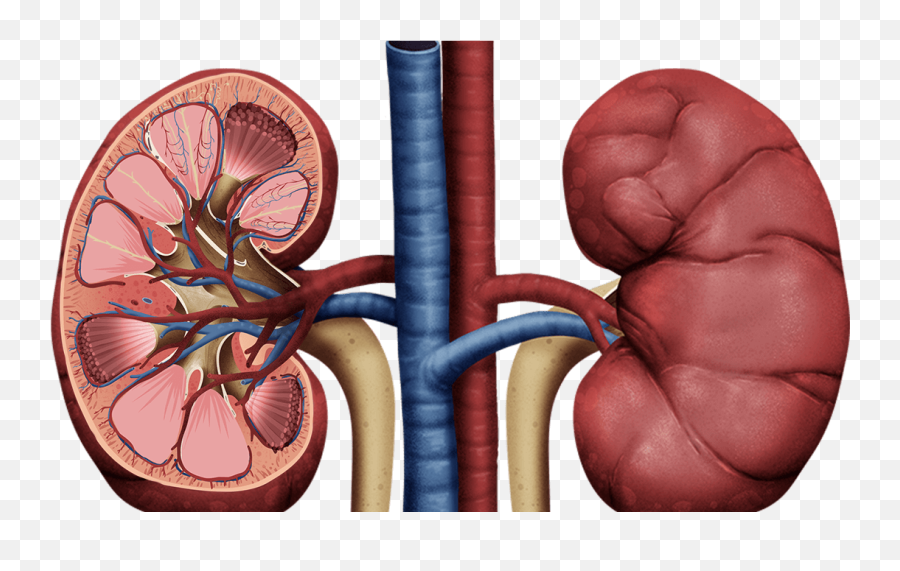 Kidney Transplant Alternatives - Kidney Png Emoji,Kidney Emotions