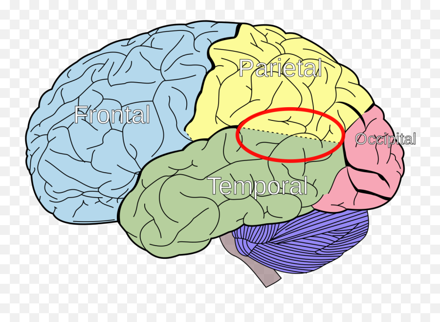 Out - Ofbody Experiences Neuroscience Or The Paranormal Intraparietal Sulcus Emoji,Emotions And How It Affects The Body