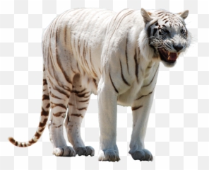 White Tiger Png - Transparent White Tiger Png Emoji,Tigre Whatsapp Emoticon
