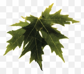 Temple Of Witchcraft - Love Will U0026 Wisdom Maple Leaf Emoji,Downloadable Pagan And Yule Emojis