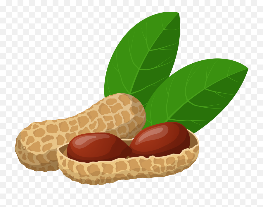 Peanut Clipart Peanut Butter Jpg - Transparent Background Peanut Clipart Png Emoji,Peanut Emoji