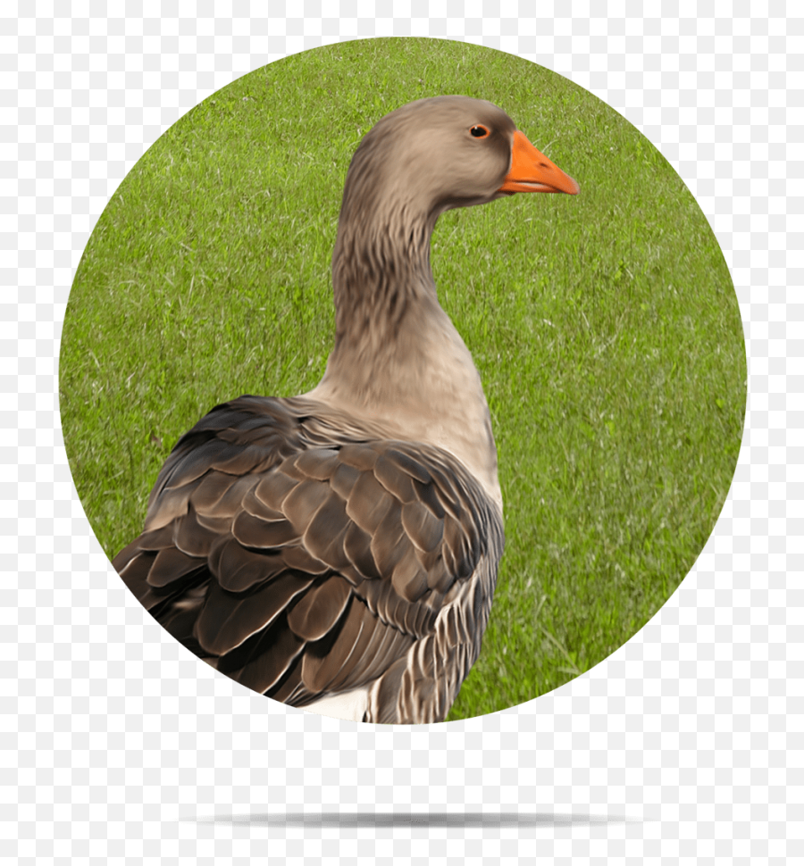 Chicago Live Poultry Menu - Greylag Goose Emoji,Emojis Of Chicago, Il