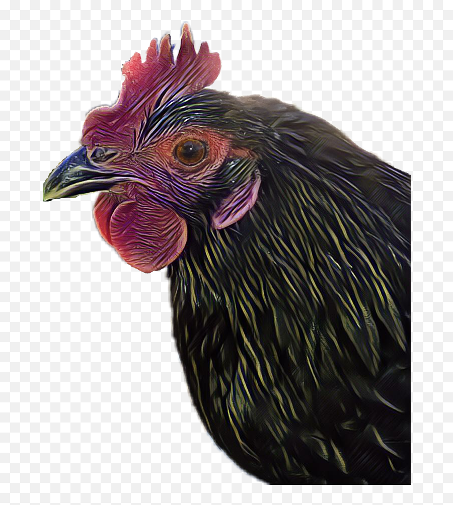 Chicken Bird Hen Sticker By Jennylee - Comb Emoji,Poulty Leg Emoji